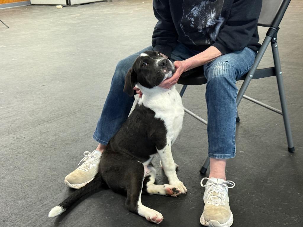 Enlarge Smudge, a Adoptable mixed breed in Indianapolis, IN image 2/3