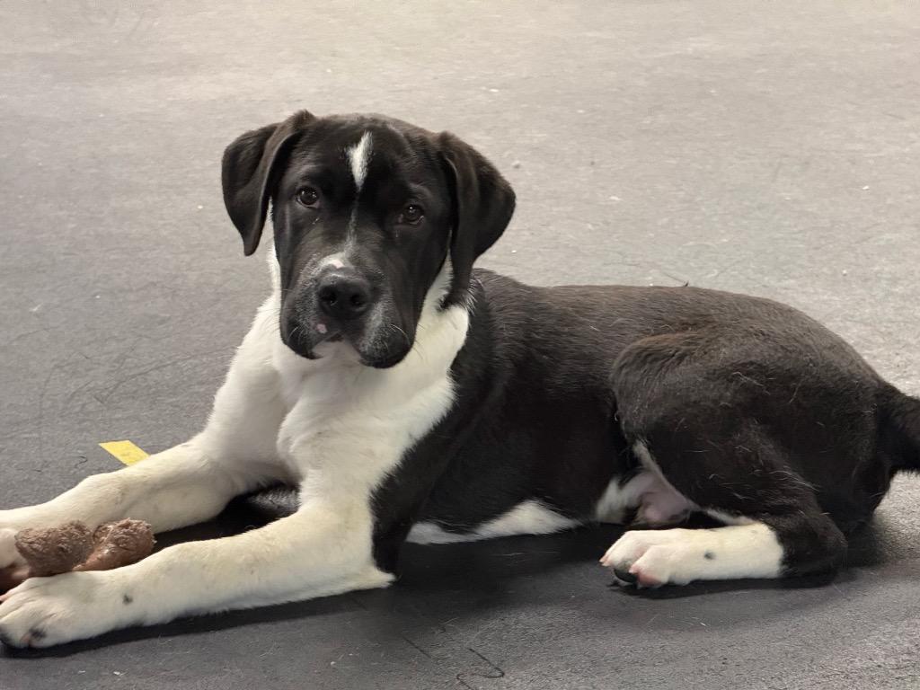 Enlarge Smudge, a Adoptable mixed breed in Indianapolis, IN image 3/3