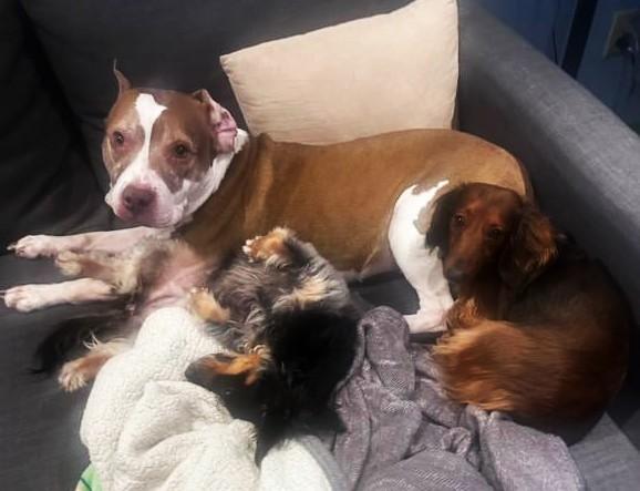 Enlarge Ophelia, a Adoptable mixed breed in New Albany, OH image 3/6