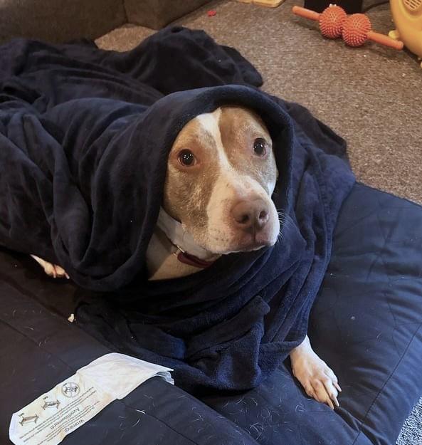 Enlarge Ophelia, a Adoptable mixed breed in New Albany, OH image 4/6