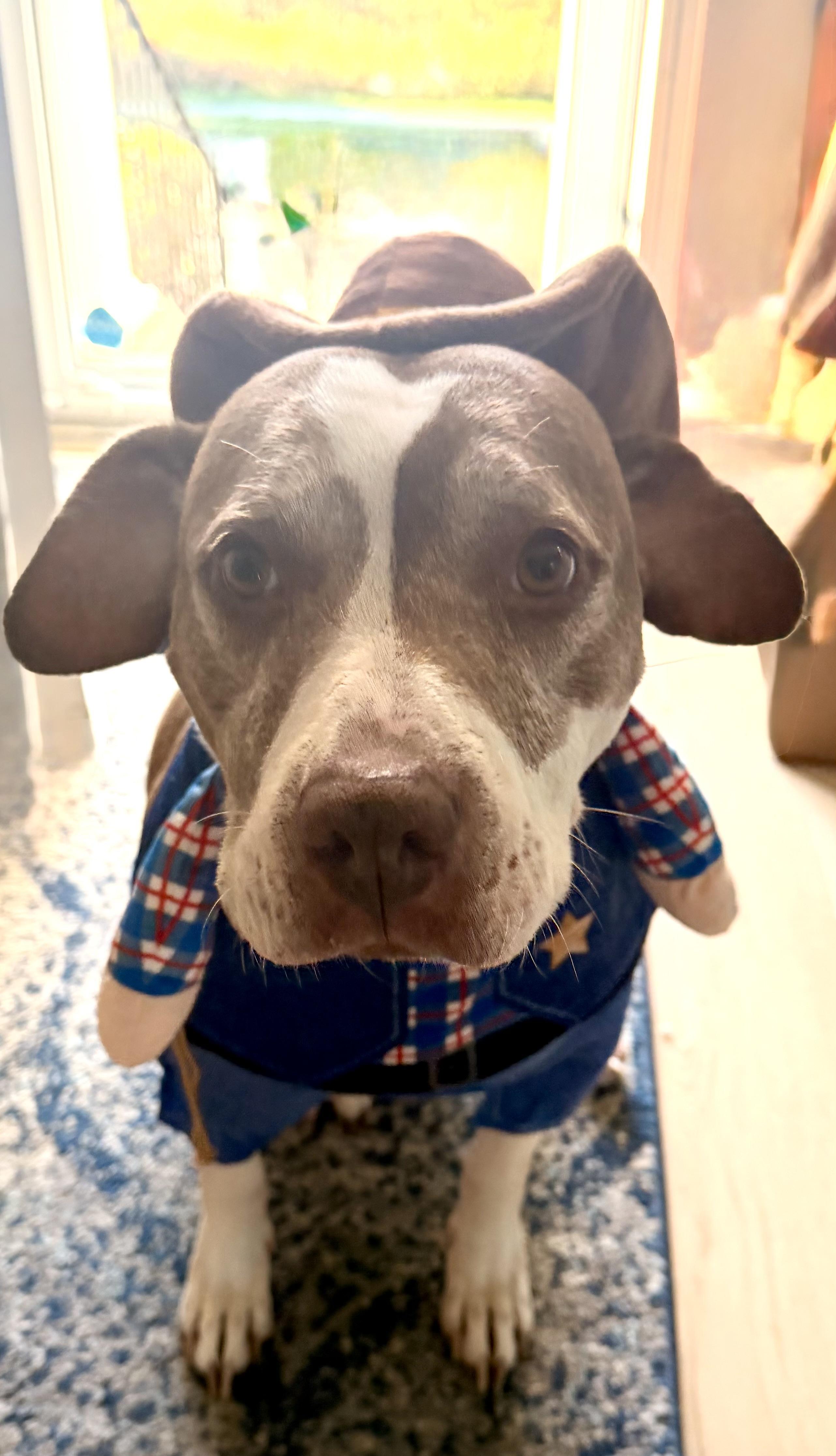 Ophelia, Adoptable, Senior Female Mixed Breed.