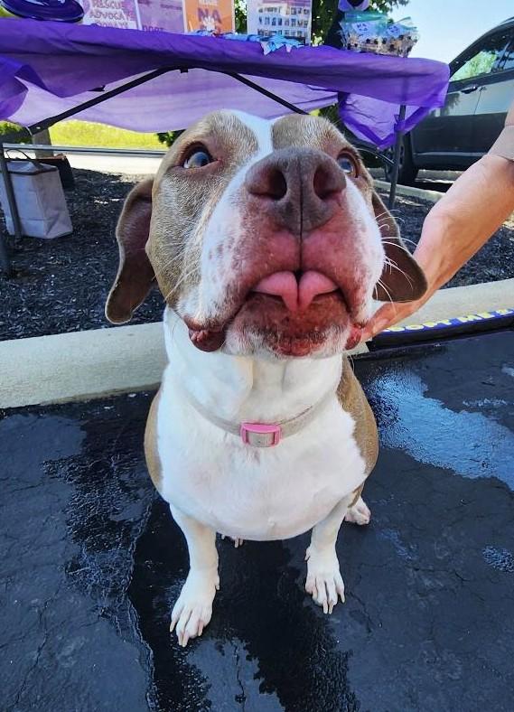 Enlarge Ophelia, a Adoptable mixed breed in New Albany, OH image 5/6