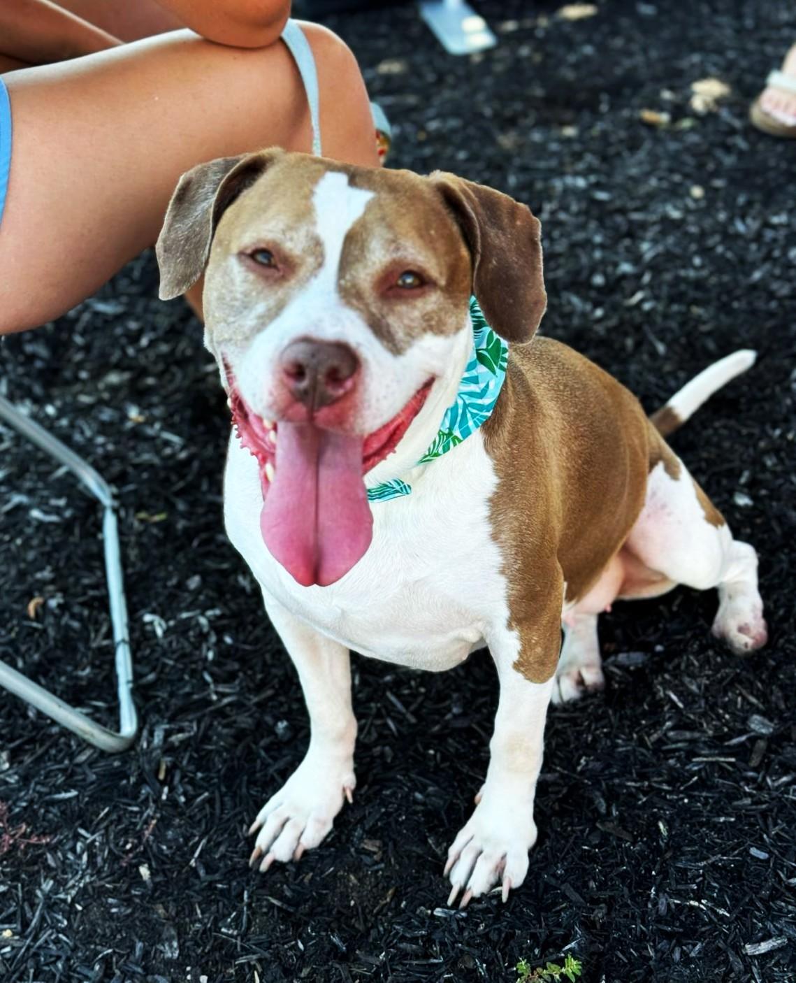 Enlarge Ophelia, a Adoptable mixed breed in New Albany, OH image 6/6