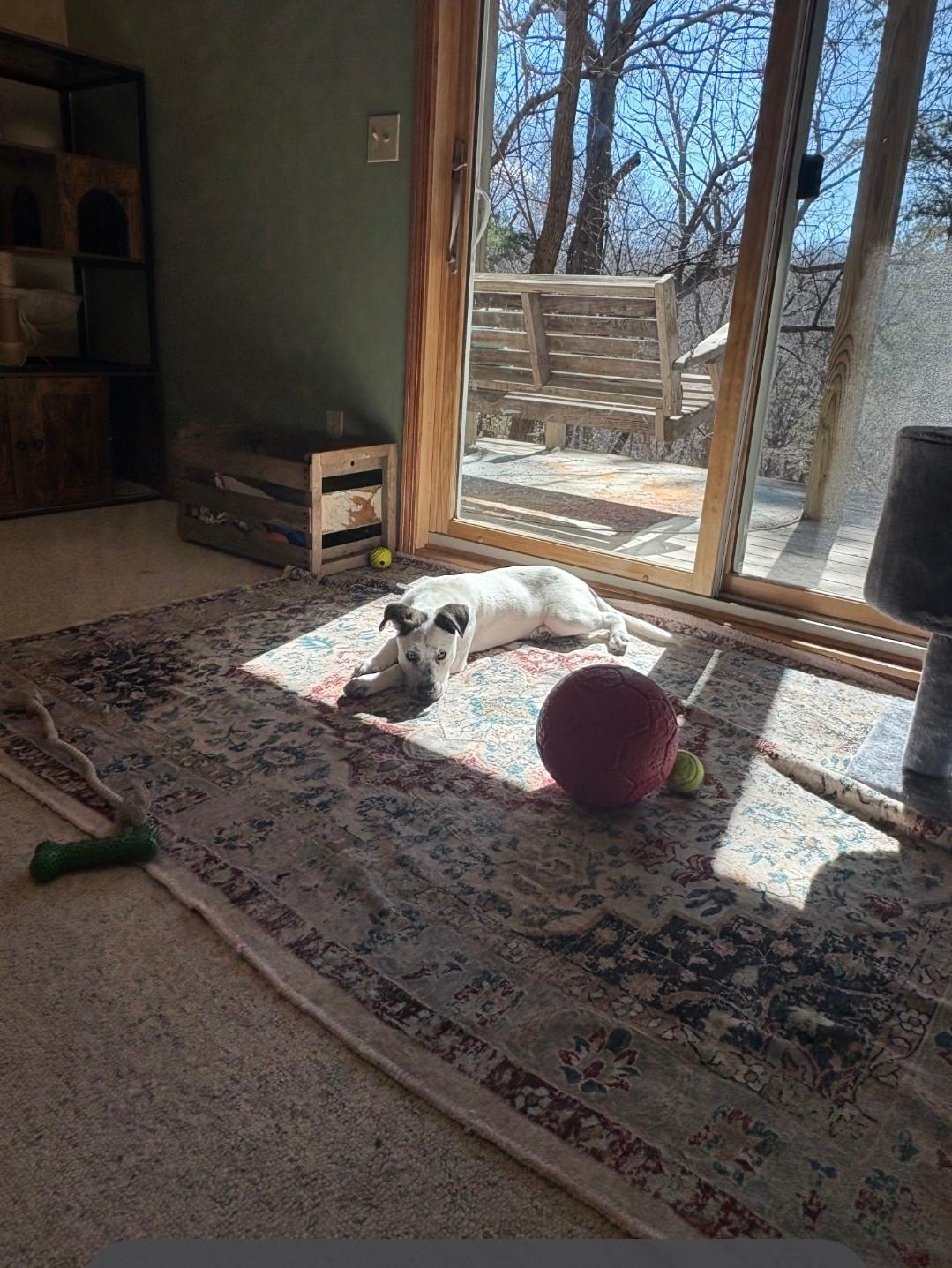 Zoie, a ADOPTABLE mixed breed in Plattsmouth, NE image 4/5