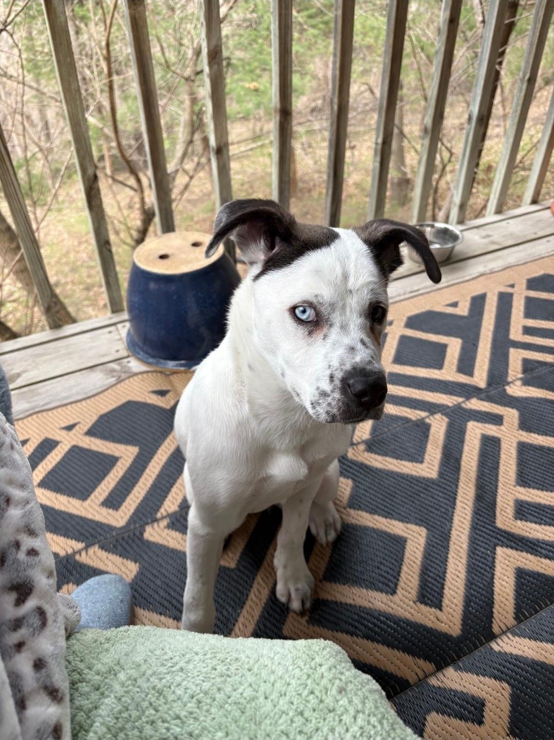 Zoie, ADOPTABLE, Puppy Female Husky.