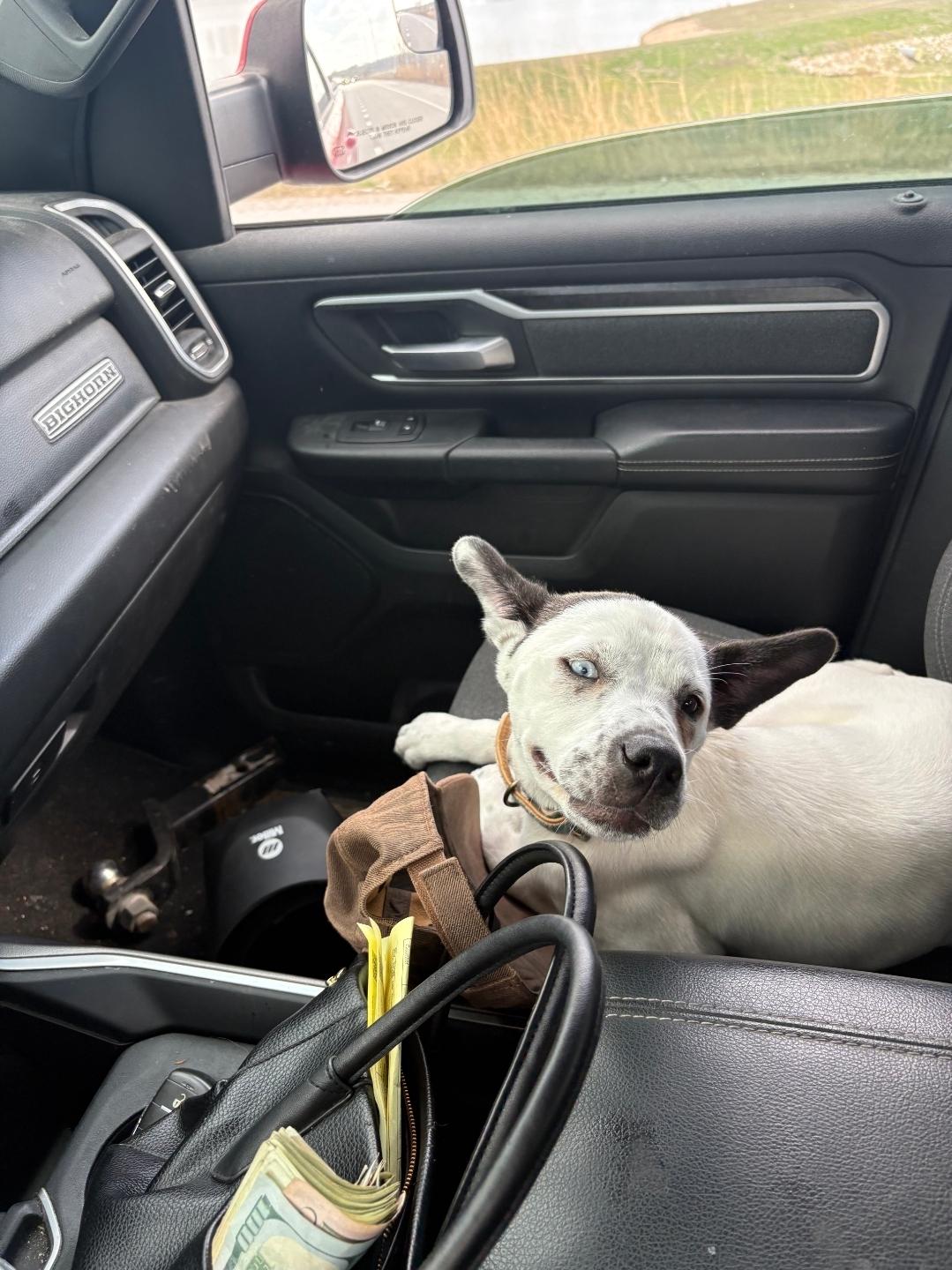 Zoie, a ADOPTABLE mixed breed in Plattsmouth, NE image 5/5