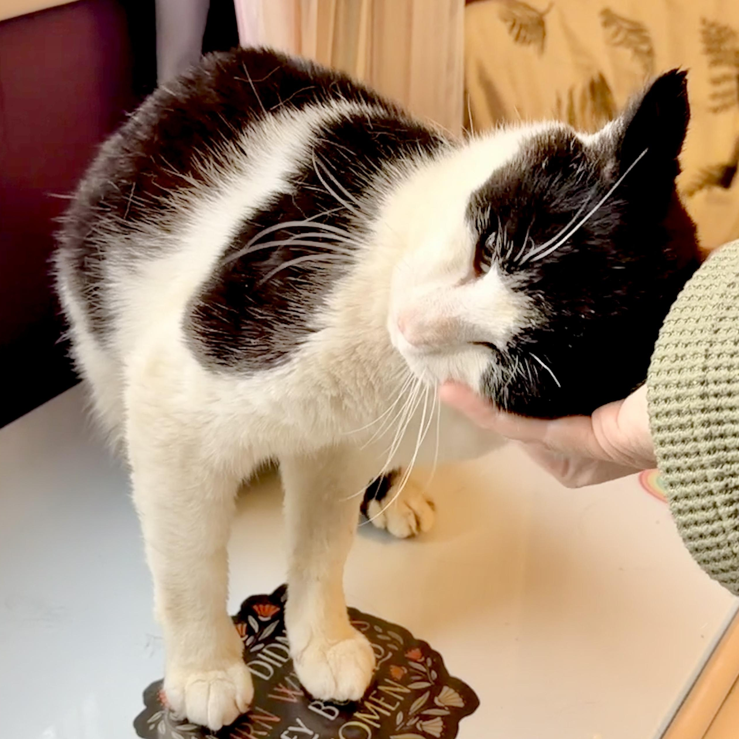 Queso, an adopted Domestic Short Hair in Liverpool, NY image 2/6