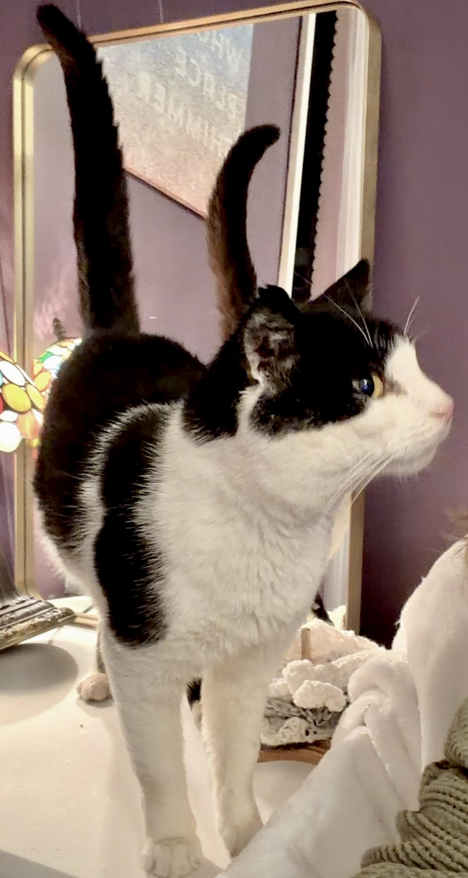 Queso, an adopted Domestic Short Hair in Liverpool, NY image 4/6