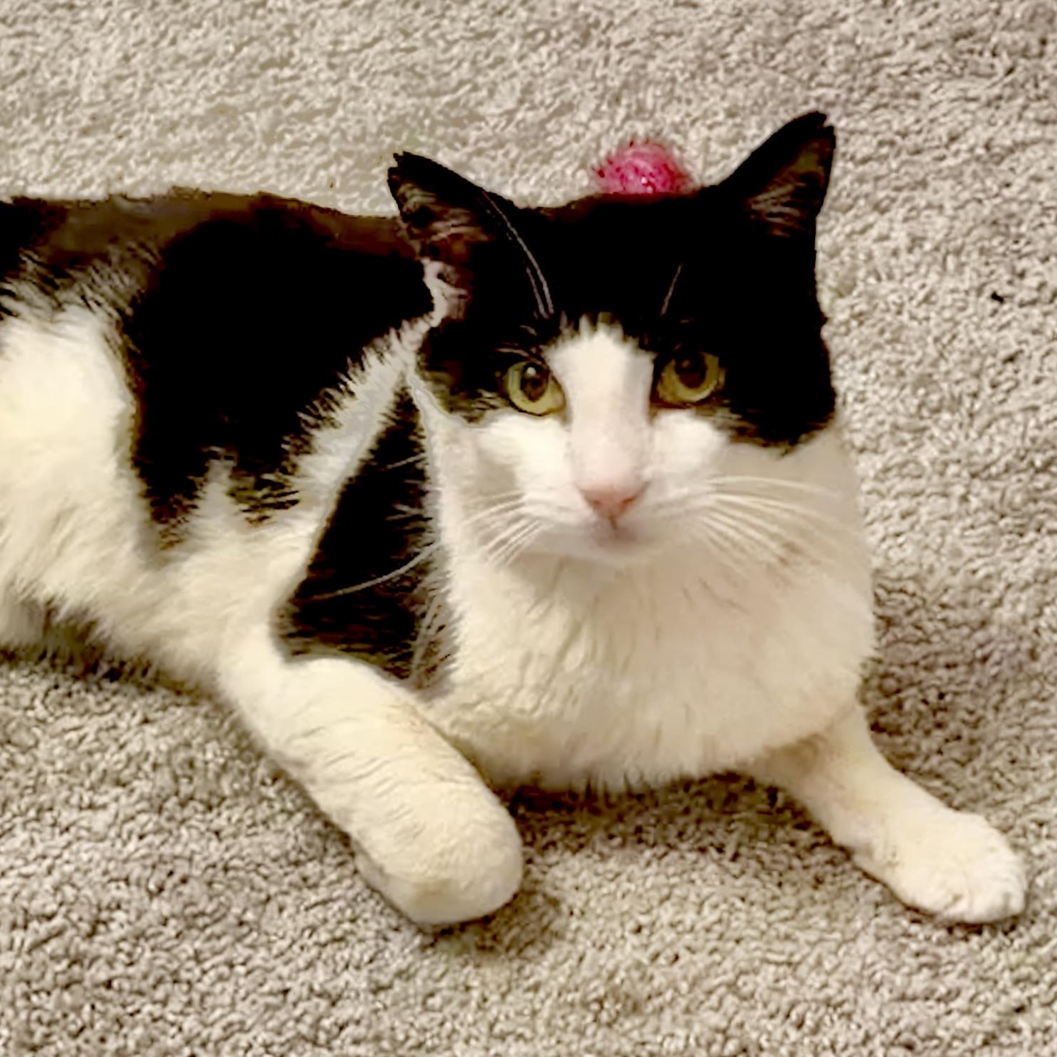 Queso, adopted, Young Male Domestic Short Hair.