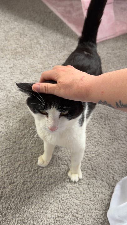 Enlarge Queso, an adopted Domestic Short Hair in Liverpool, NY video 5/6