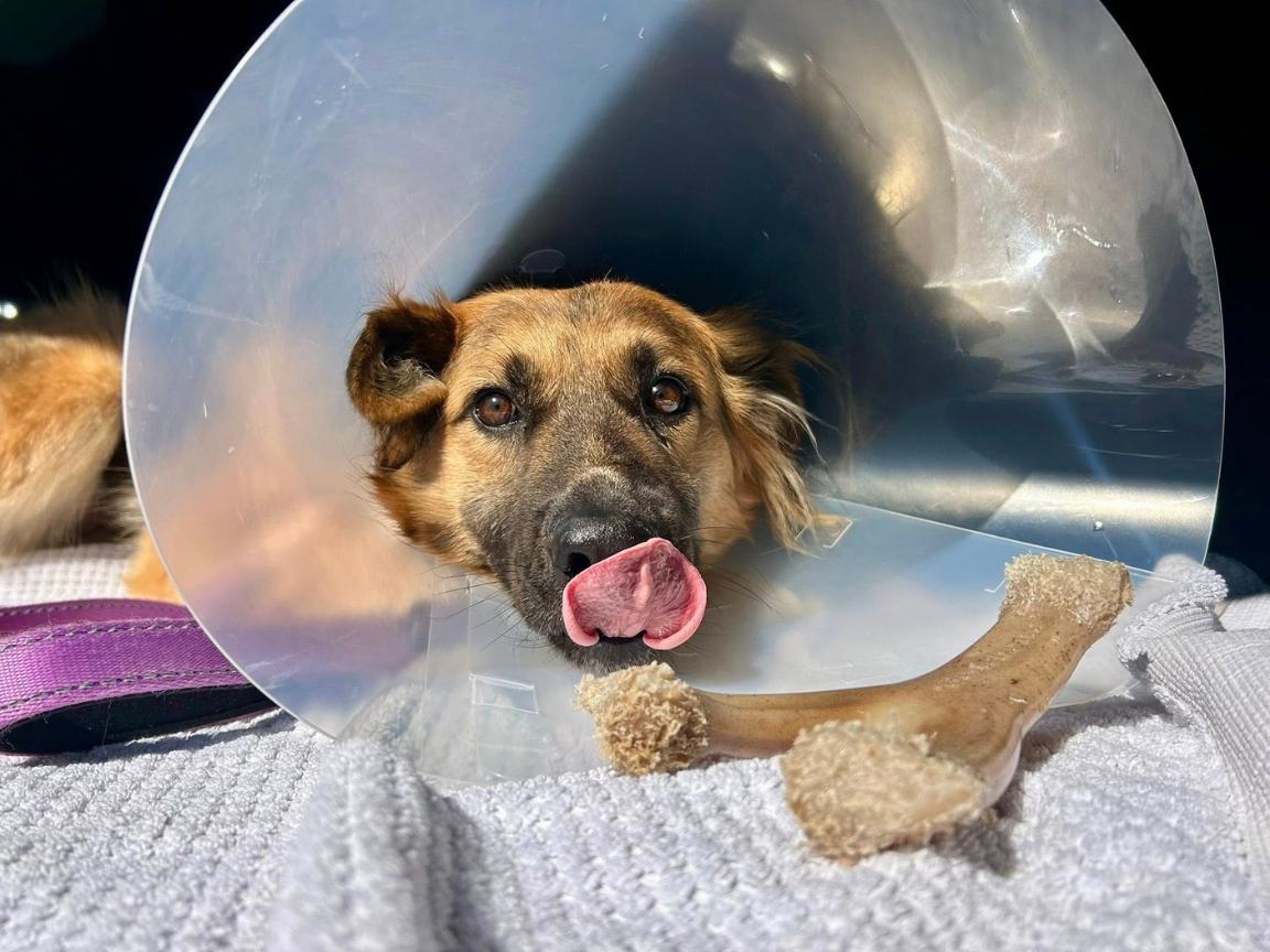 Enlarge Jayda, a Adoptable mixed breed in Hilton, NY image 3/6