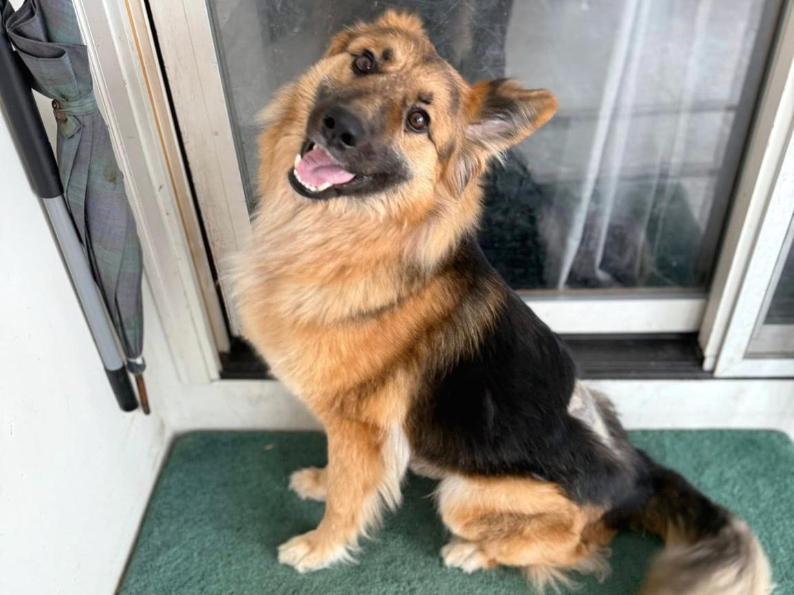 Enlarge Jayda, a Adoptable mixed breed in Hilton, NY image 2/6