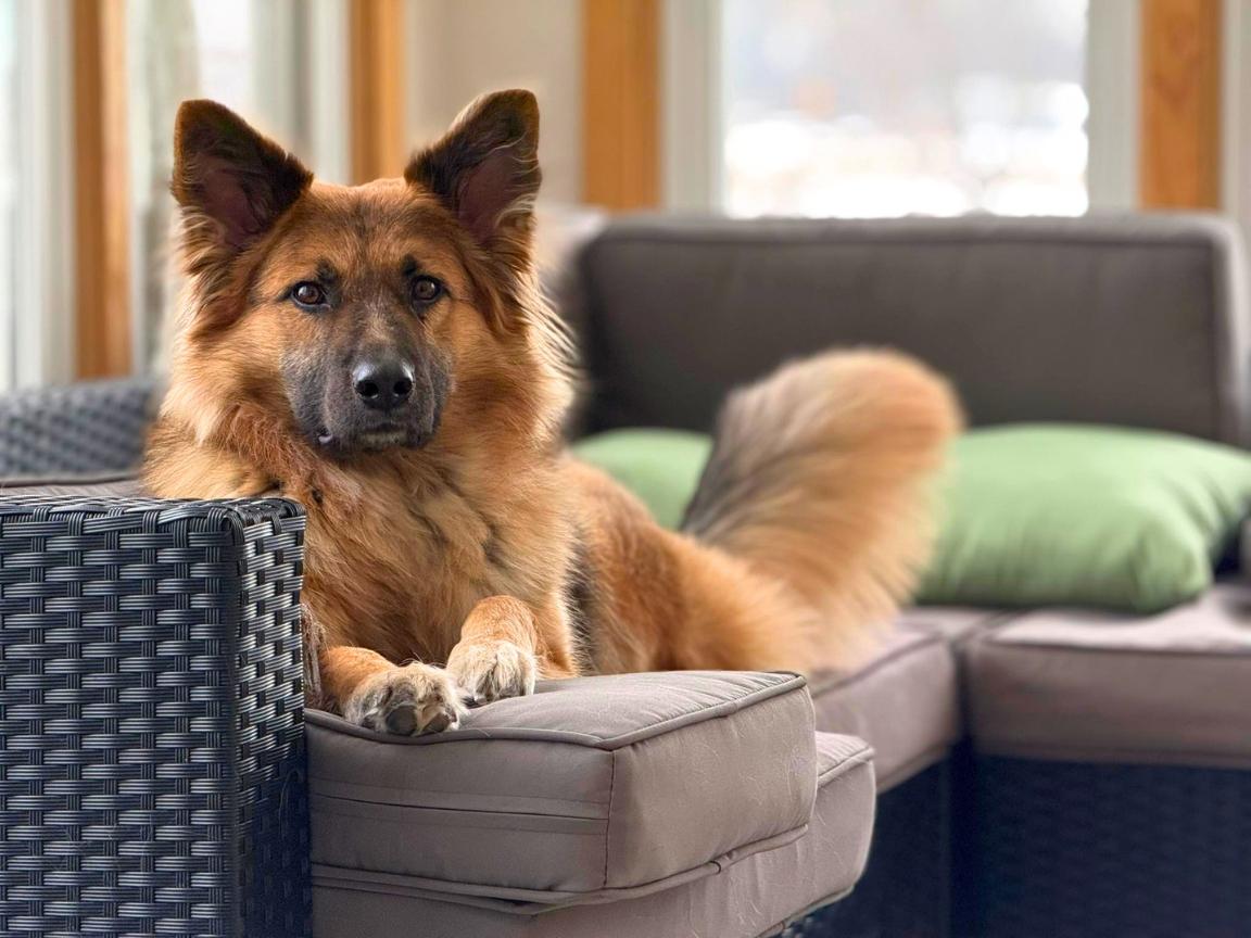 Jayda, Adoptable, Young Female German Shepherd Dog.