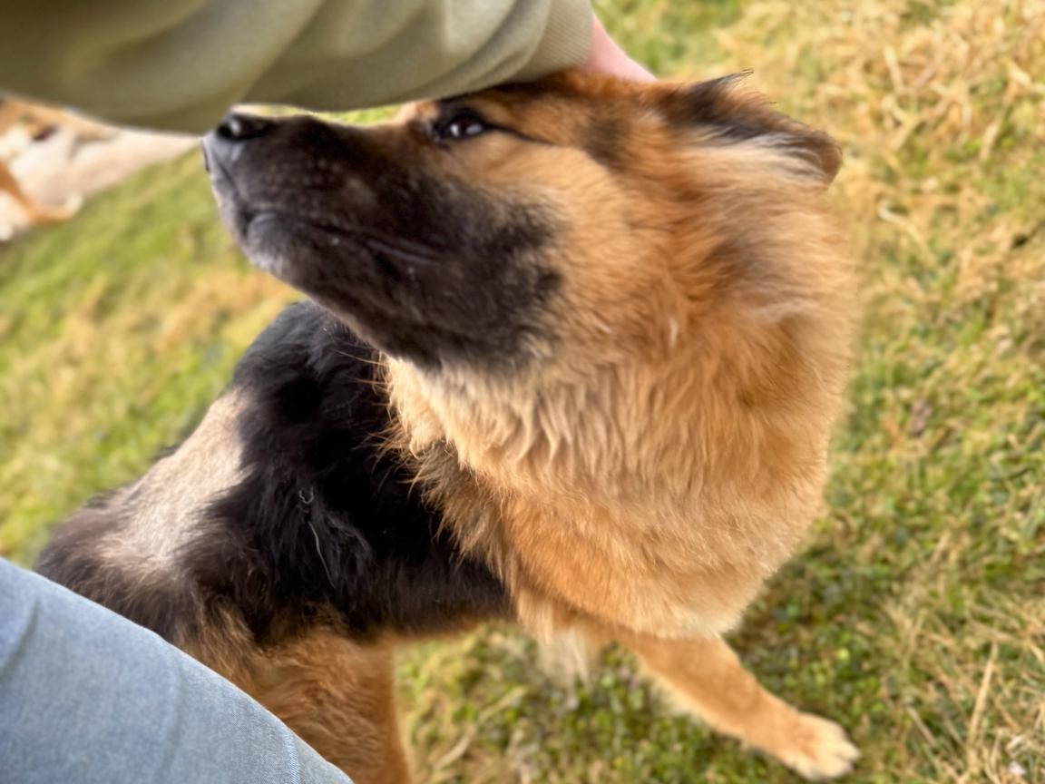 Enlarge Jayda, a Adoptable mixed breed in Hilton, NY image 5/6