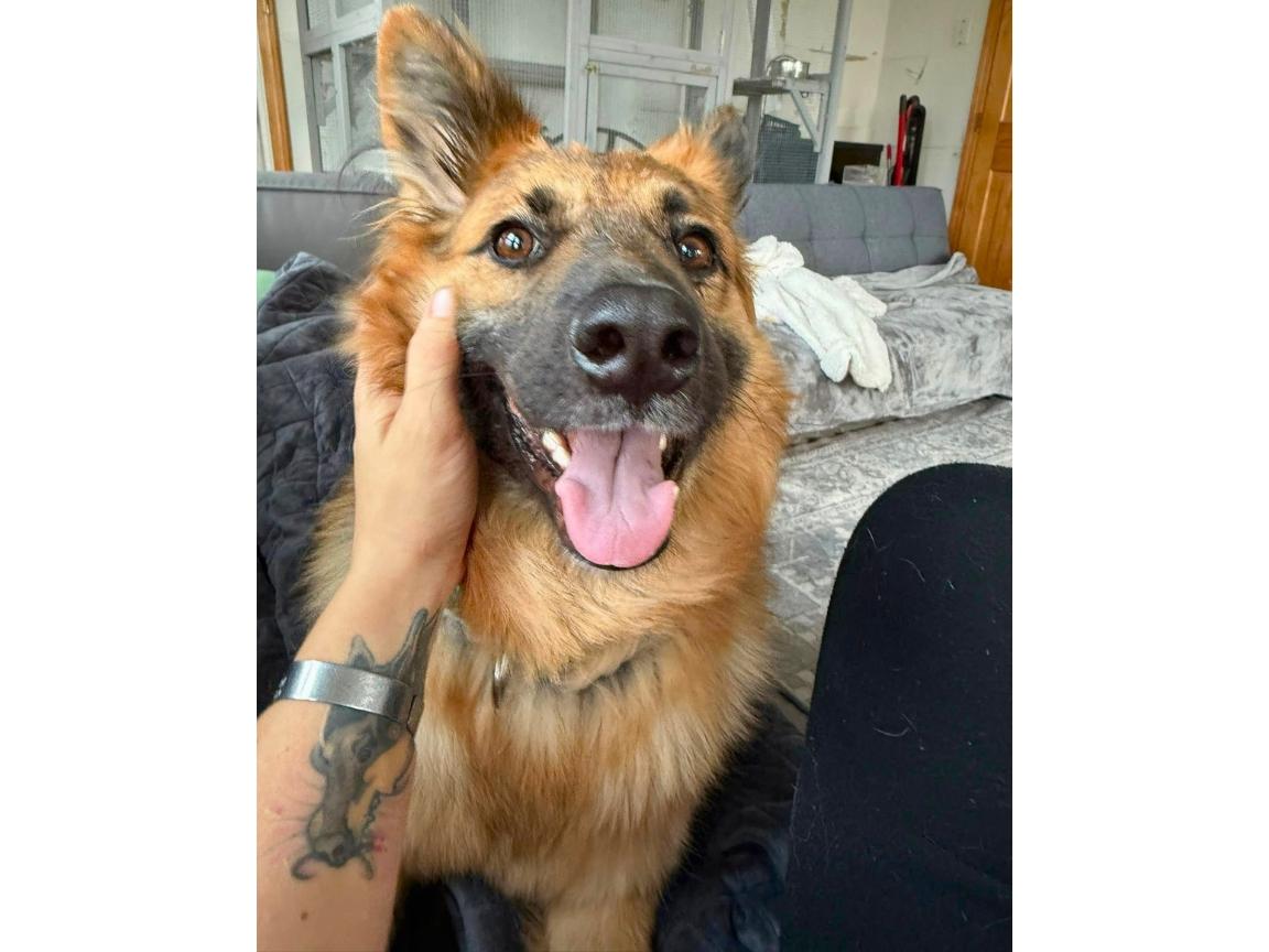 Enlarge Jayda, a Adoptable mixed breed in Hilton, NY image 6/6