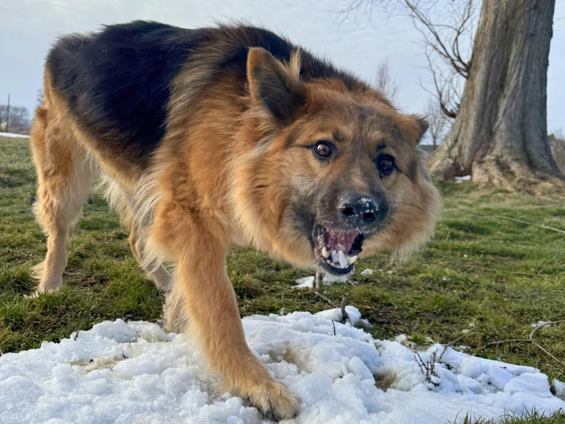 Enlarge Jayda, a Adoptable mixed breed in Hilton, NY image 4/6