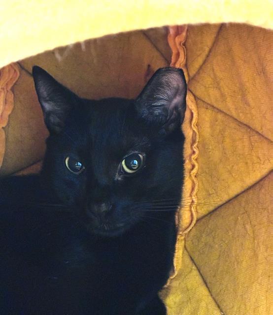 FIGARO, Adoptable, Young Male Domestic Short Hair.