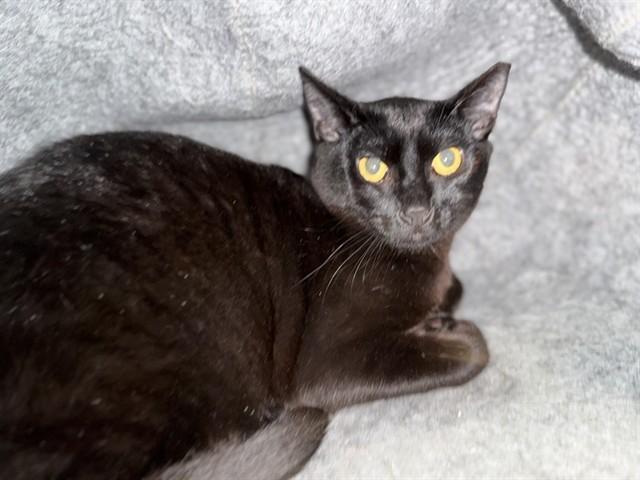 Enlarge FIGARO, a Adoptable Domestic Short Hair in Alameda, CA image 1/1