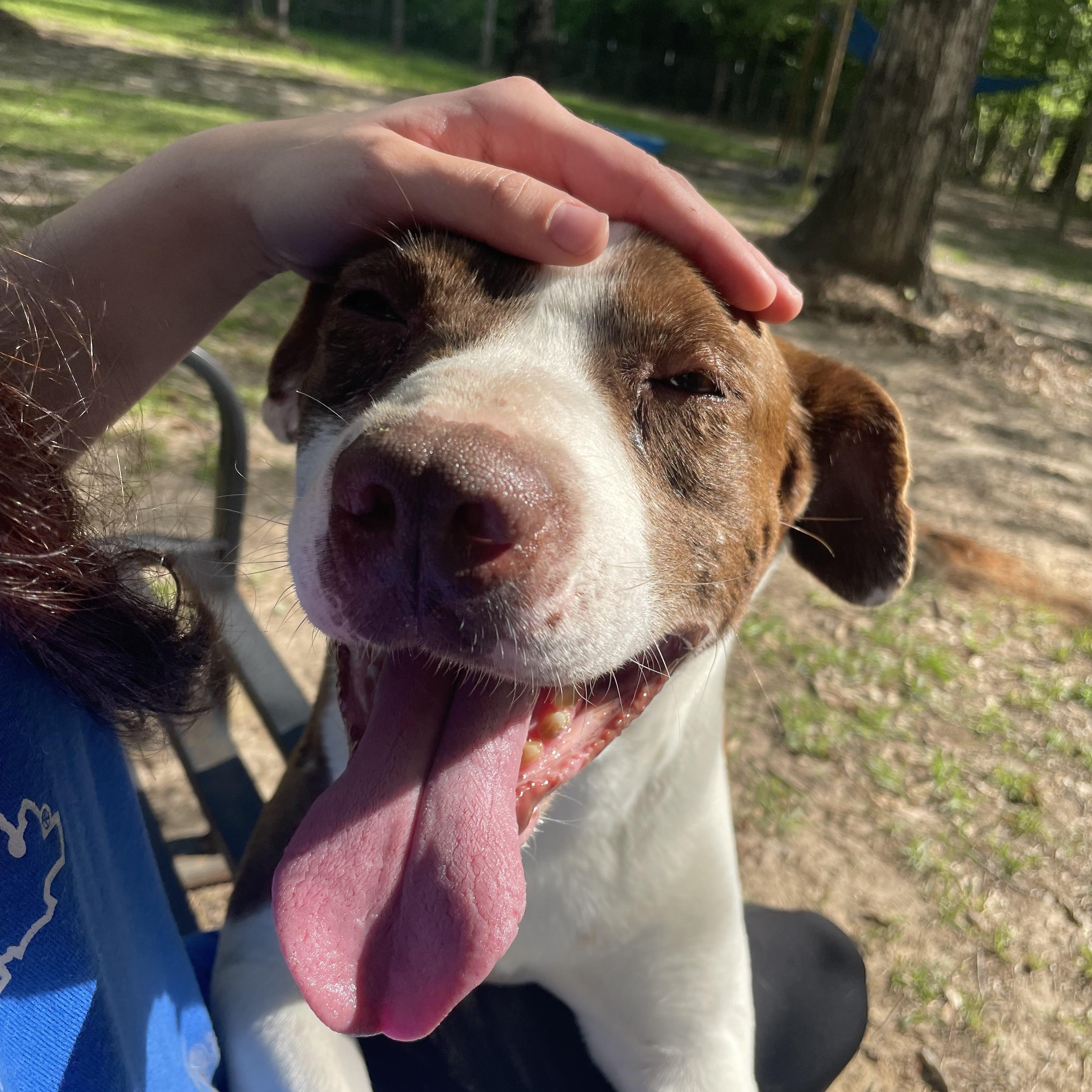 Moses, a ADOPTABLE Terrier in Ruston, LA image 6/6