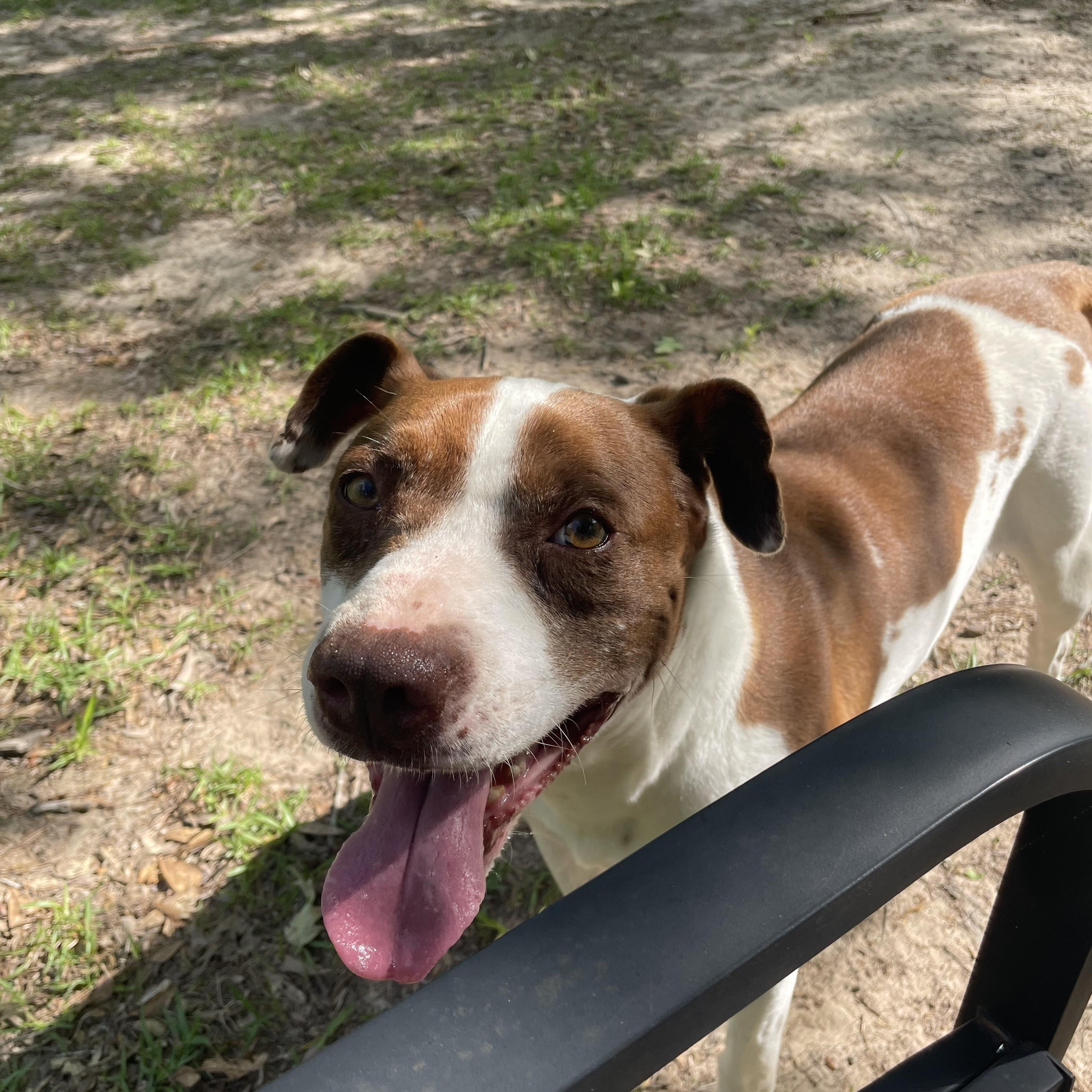 Moses, a ADOPTABLE Terrier in Ruston, LA image 5/6