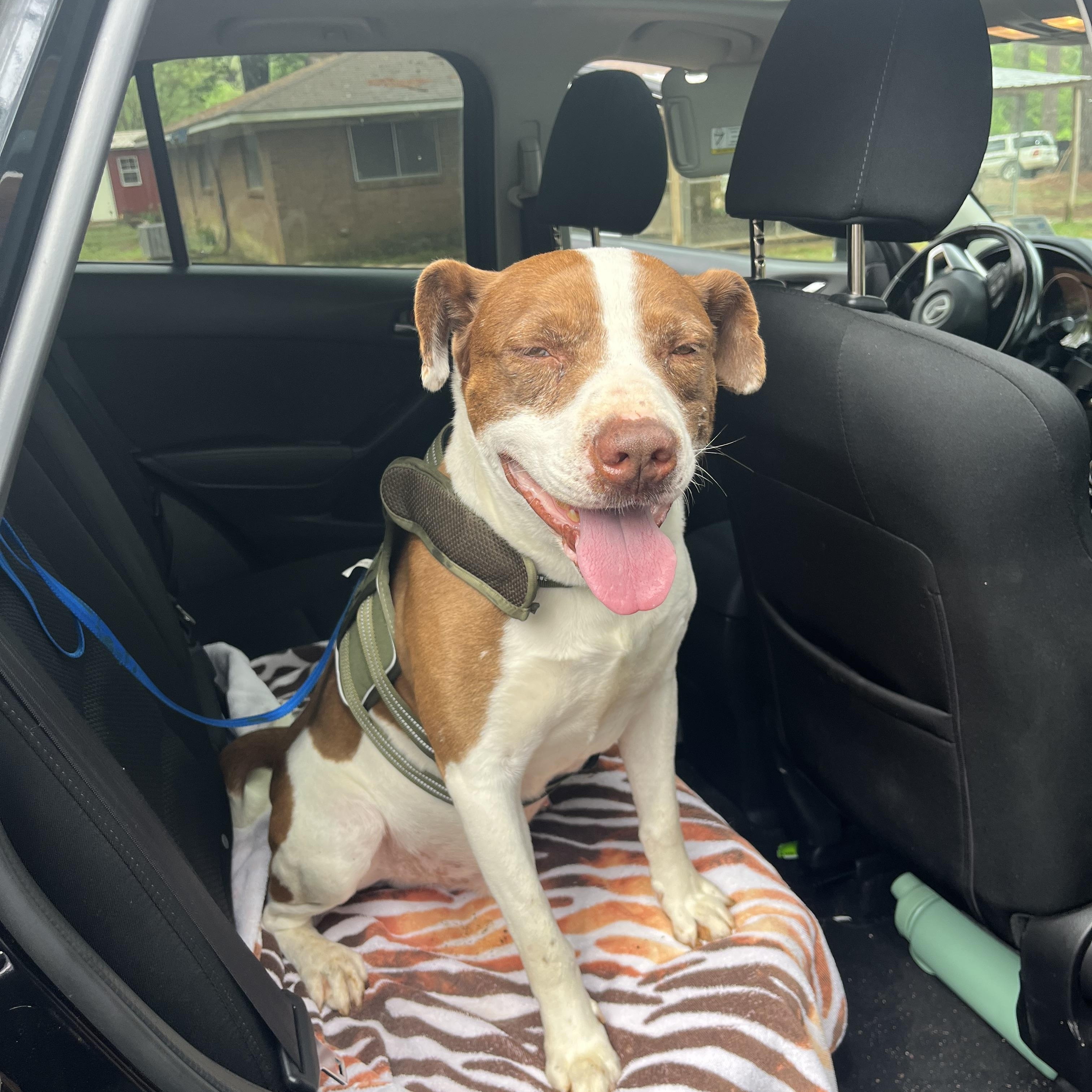 Moses, a ADOPTABLE Terrier in Ruston, LA image 4/6