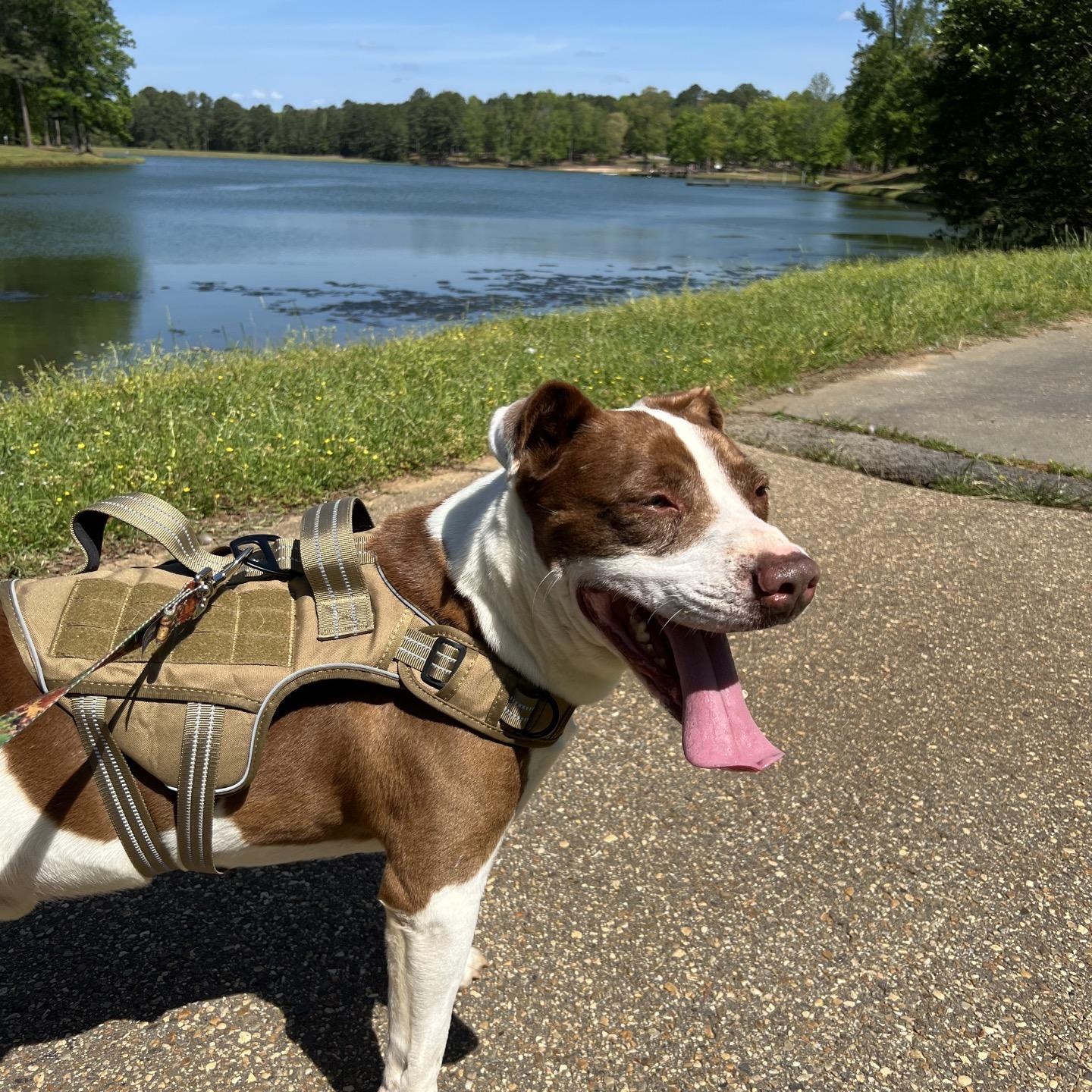 Moses, ADOPTABLE, Adult Male Terrier.