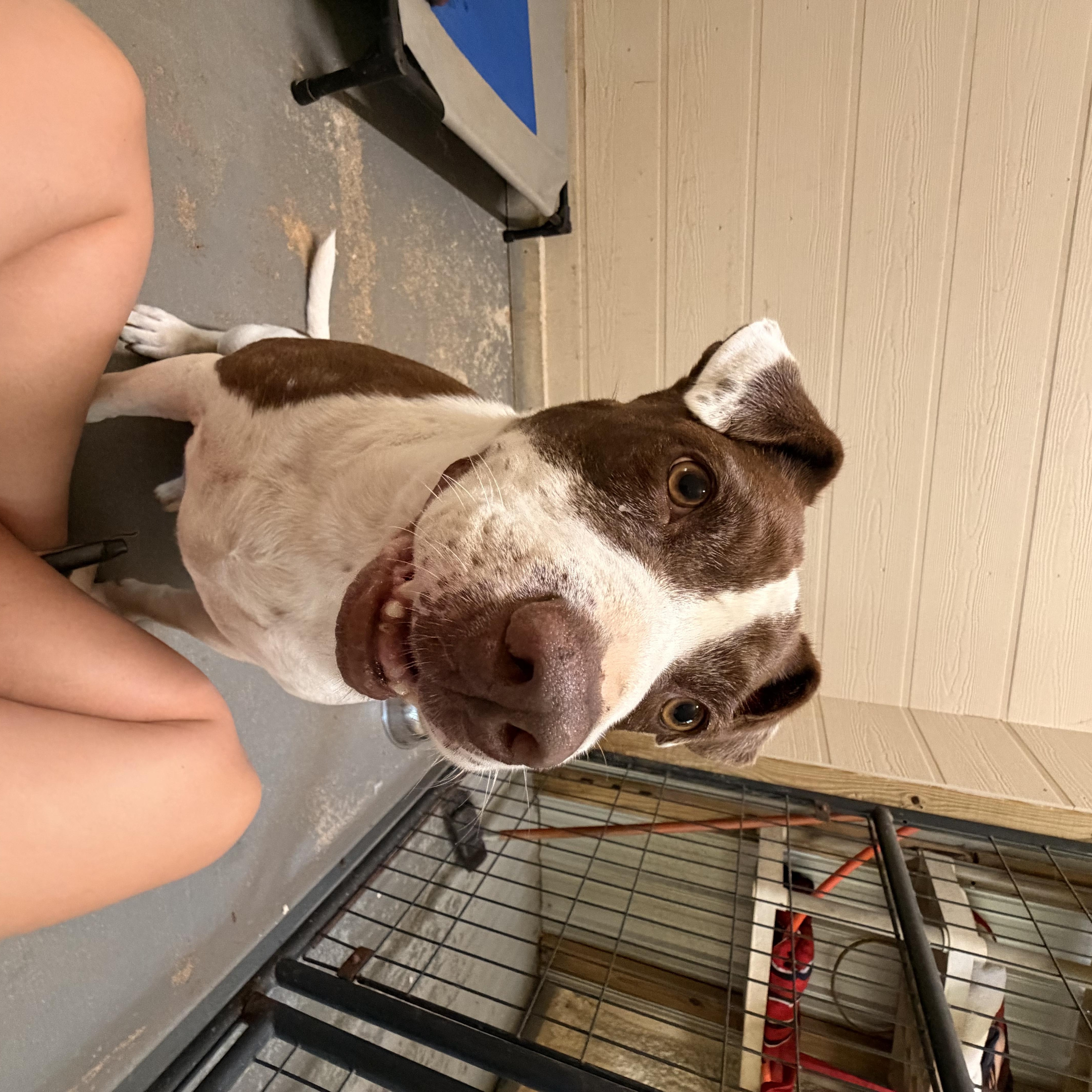 Enlarge Moses, a ADOPTABLE Terrier in Ruston, LA image 2/6