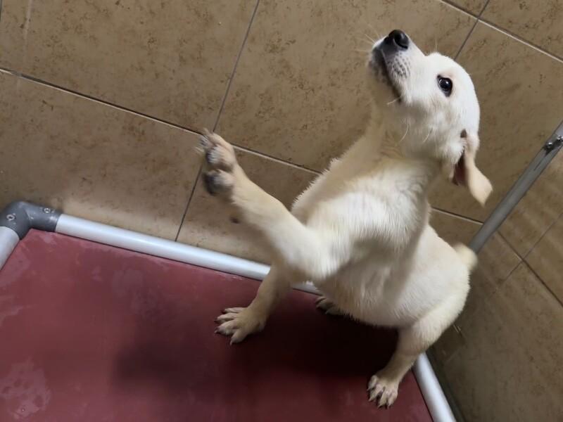 Cup, Adoptable, Young Male Mixed Breed.
