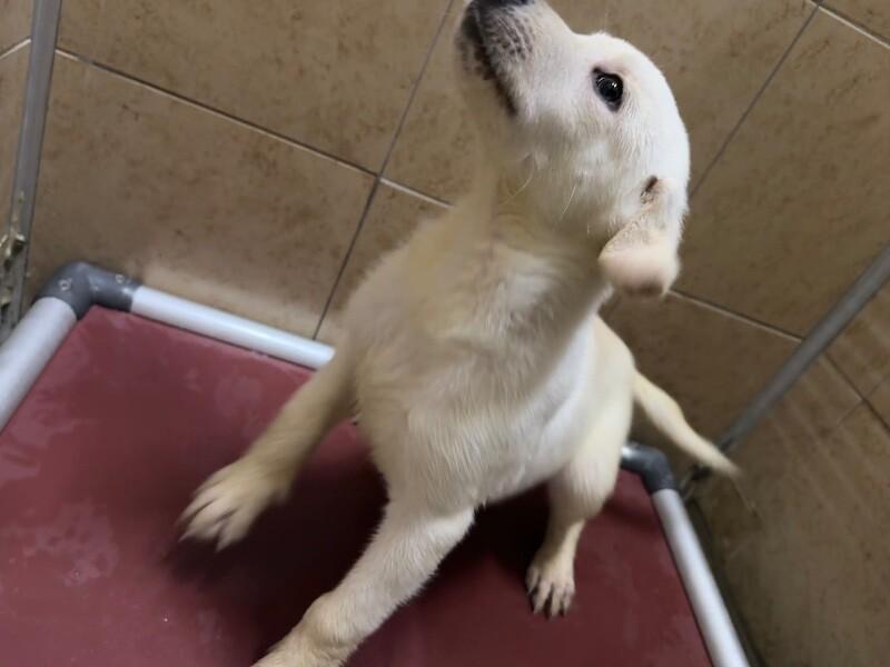 Enlarge Cup, a Adoptable Mixed Breed in Hobbs, NM image 2/6
