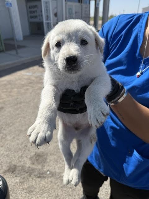 Enlarge Cup, a Adoptable Mixed Breed in Hobbs, NM image 3/6