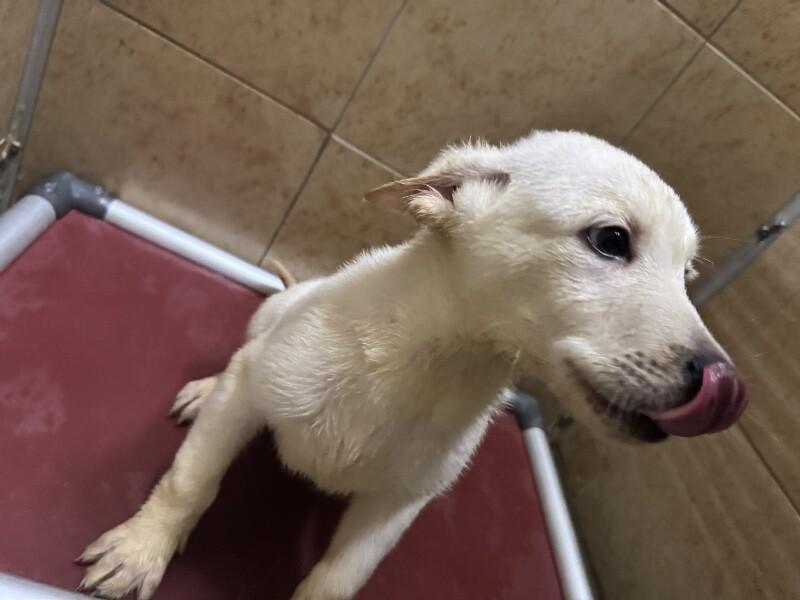 Enlarge Cup, a Adoptable Mixed Breed in Hobbs, NM image 4/6
