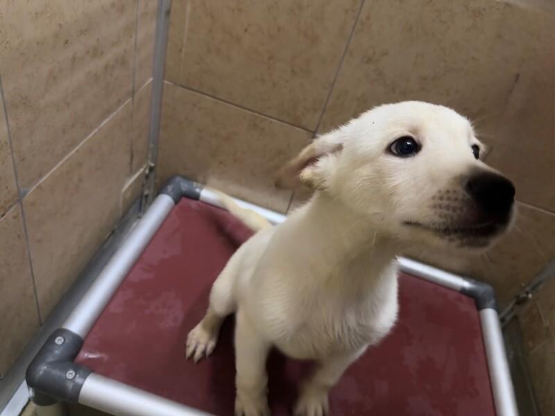 Enlarge Cup, a Adoptable Mixed Breed in Hobbs, NM image 5/6