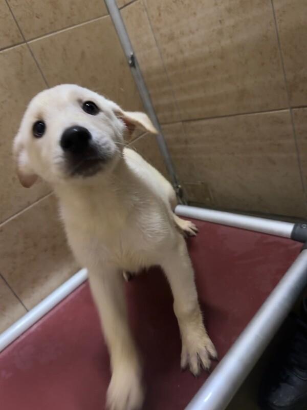 Enlarge Cup, a Adoptable Mixed Breed in Hobbs, NM image 6/6