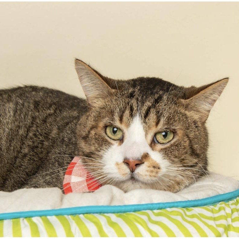Enlarge PURRKOUR , a ADOPTABLE Domestic Short Hair in Wyandotte, MI image 1/3