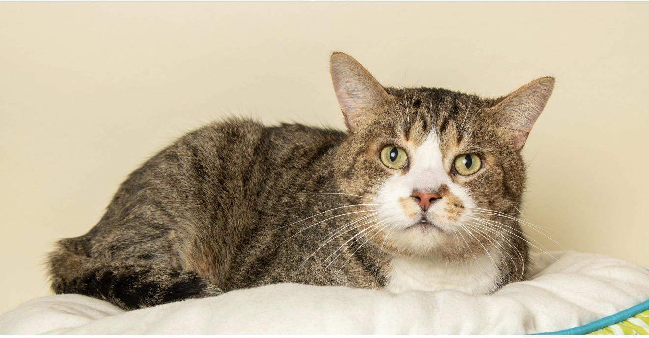 Enlarge PURRKOUR , a ADOPTABLE Domestic Short Hair in Wyandotte, MI image 2/3