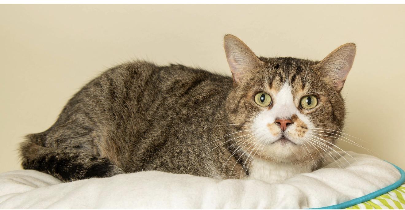 Enlarge PURRKOUR , a ADOPTABLE Domestic Short Hair in Wyandotte, MI image 3/3