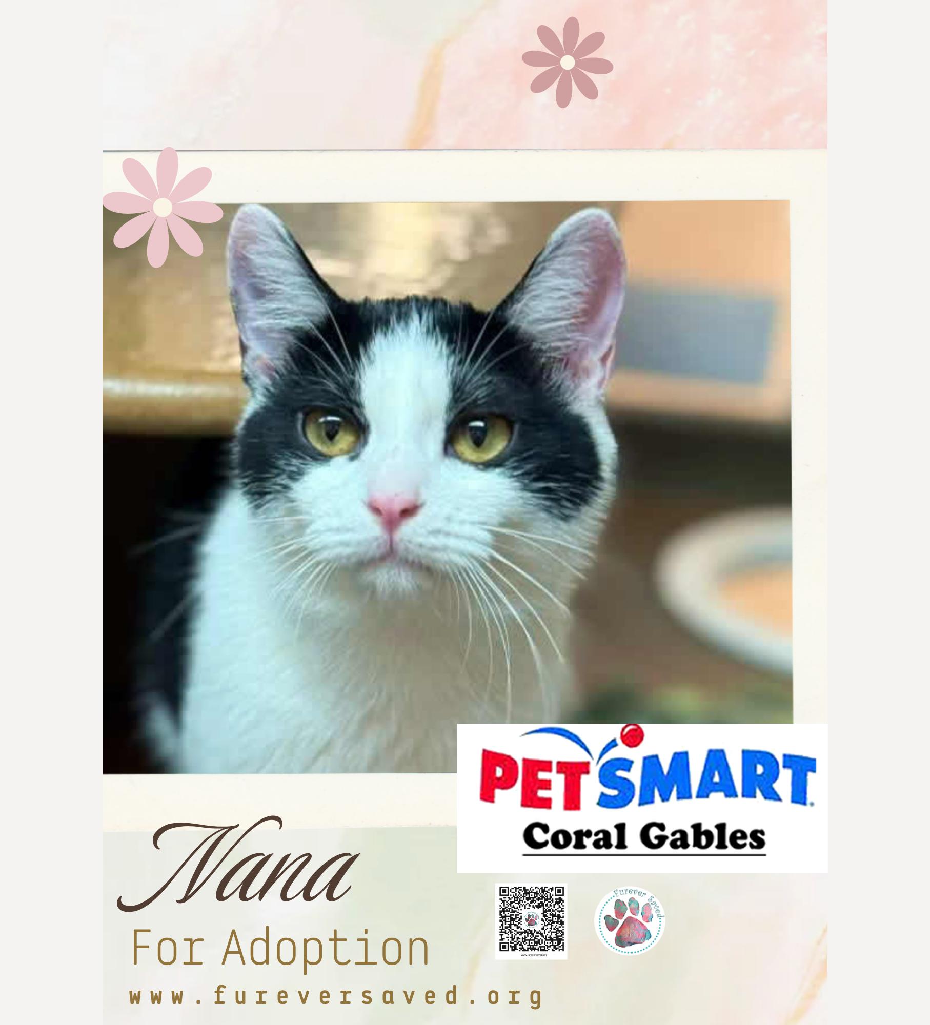 Enlarge Nana, a ADOPTABLE Domestic Short Hair in Miami, FL image 2/3