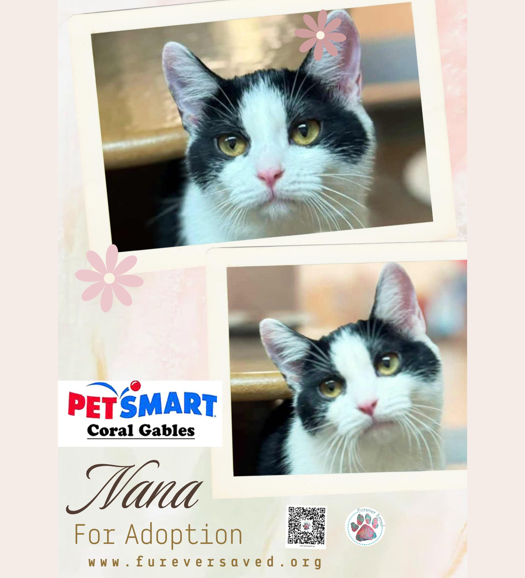 Nana, ADOPTABLE, Kitten Female Domestic Short Hair.