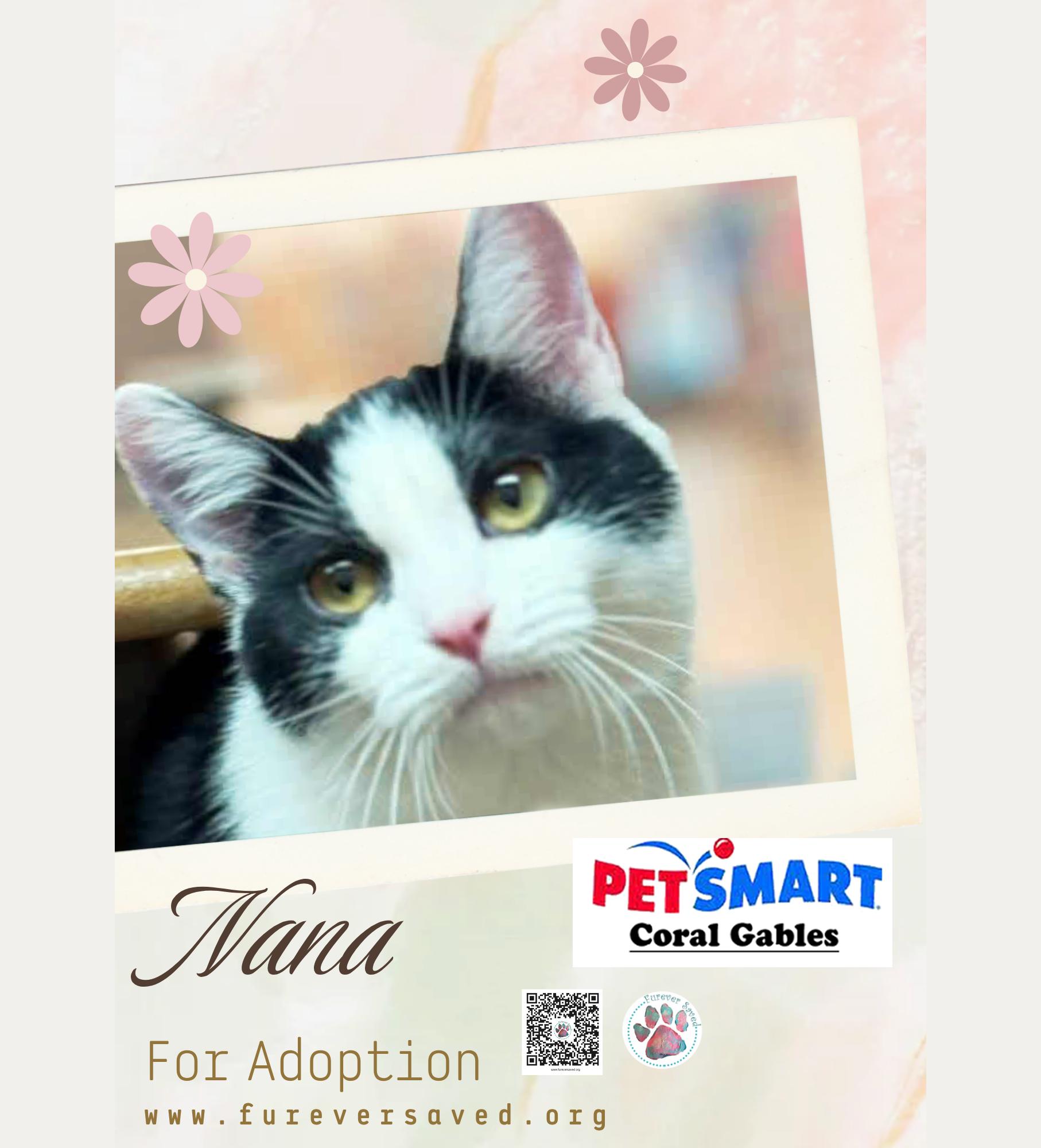 Enlarge Nana, a ADOPTABLE Domestic Short Hair in Miami, FL image 3/3