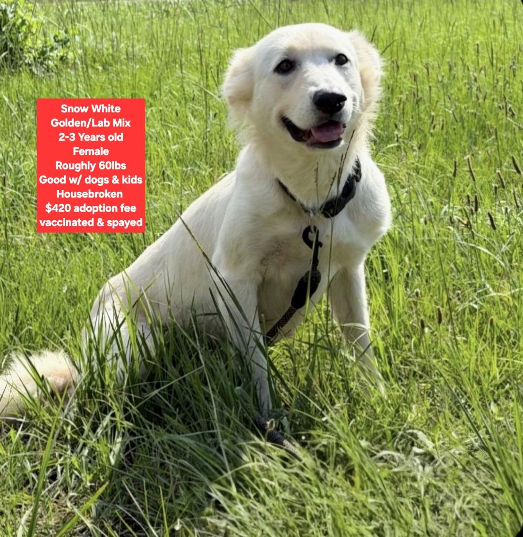 Snow White, ADOPTABLE, Adult Female Golden Retriever & Labrador Retriever.
