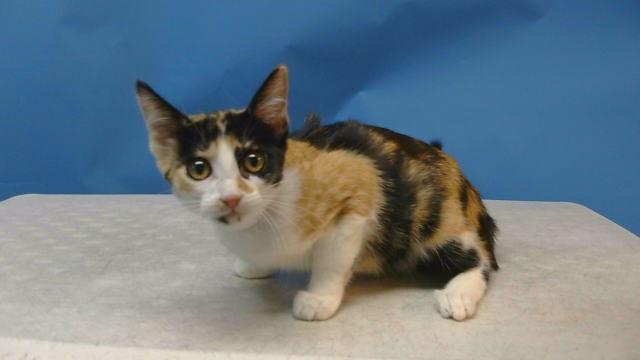 Enlarge A5790873, a Adoptable Domestic Short Hair in Gardena, CA image 1/1