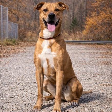 Enlarge Marley2, a Adoptable mixed breed in Hohenwald, TN image 2/6