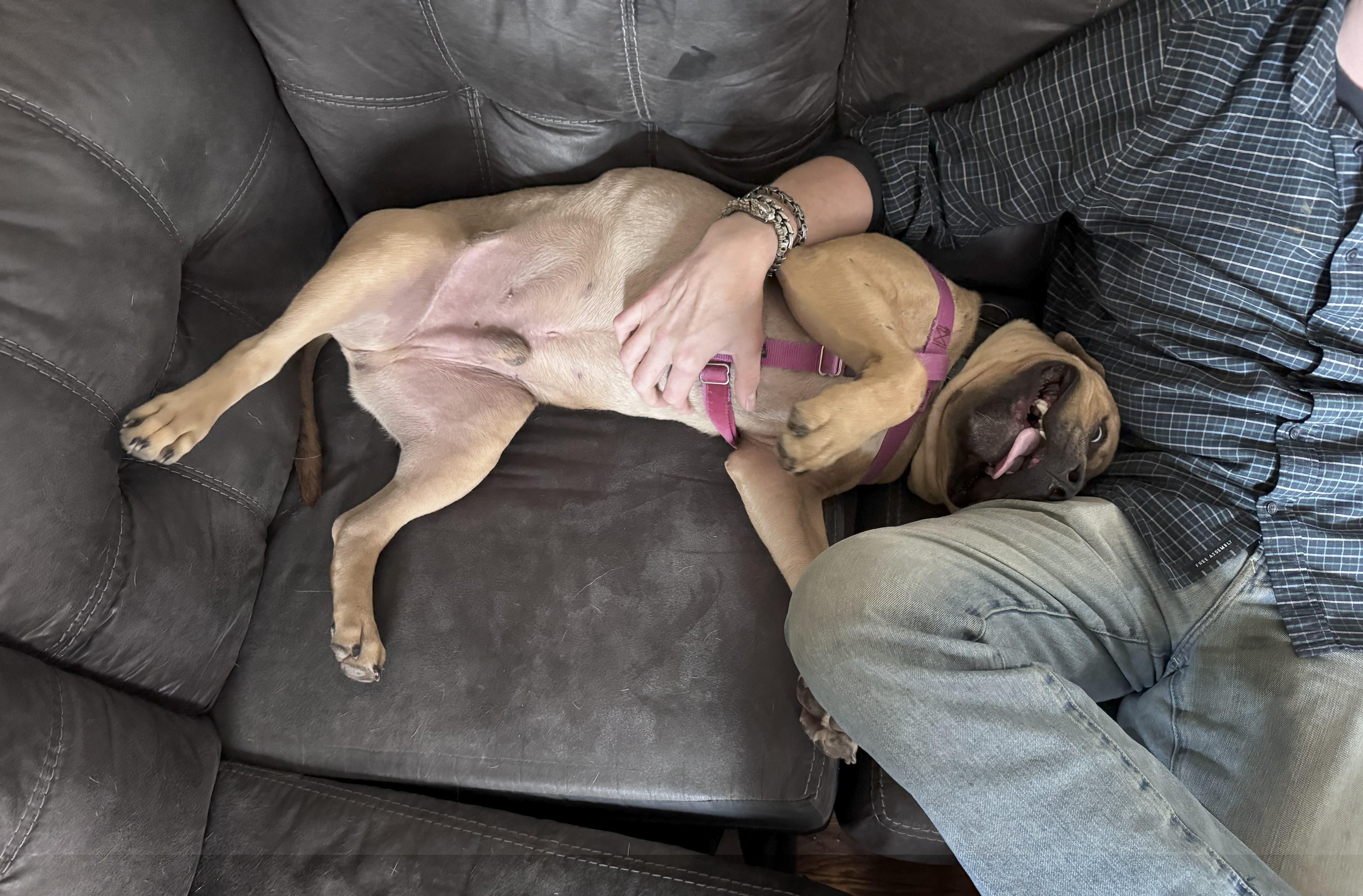 Swiper Aka Tobias Squishmallow photo 1