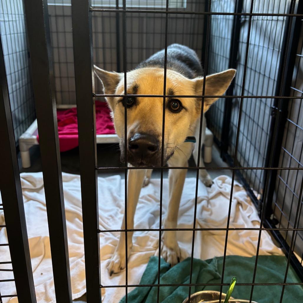 Enlarge Kerplunk, a Adoptable Shepherd in Dover, NH image 3/6