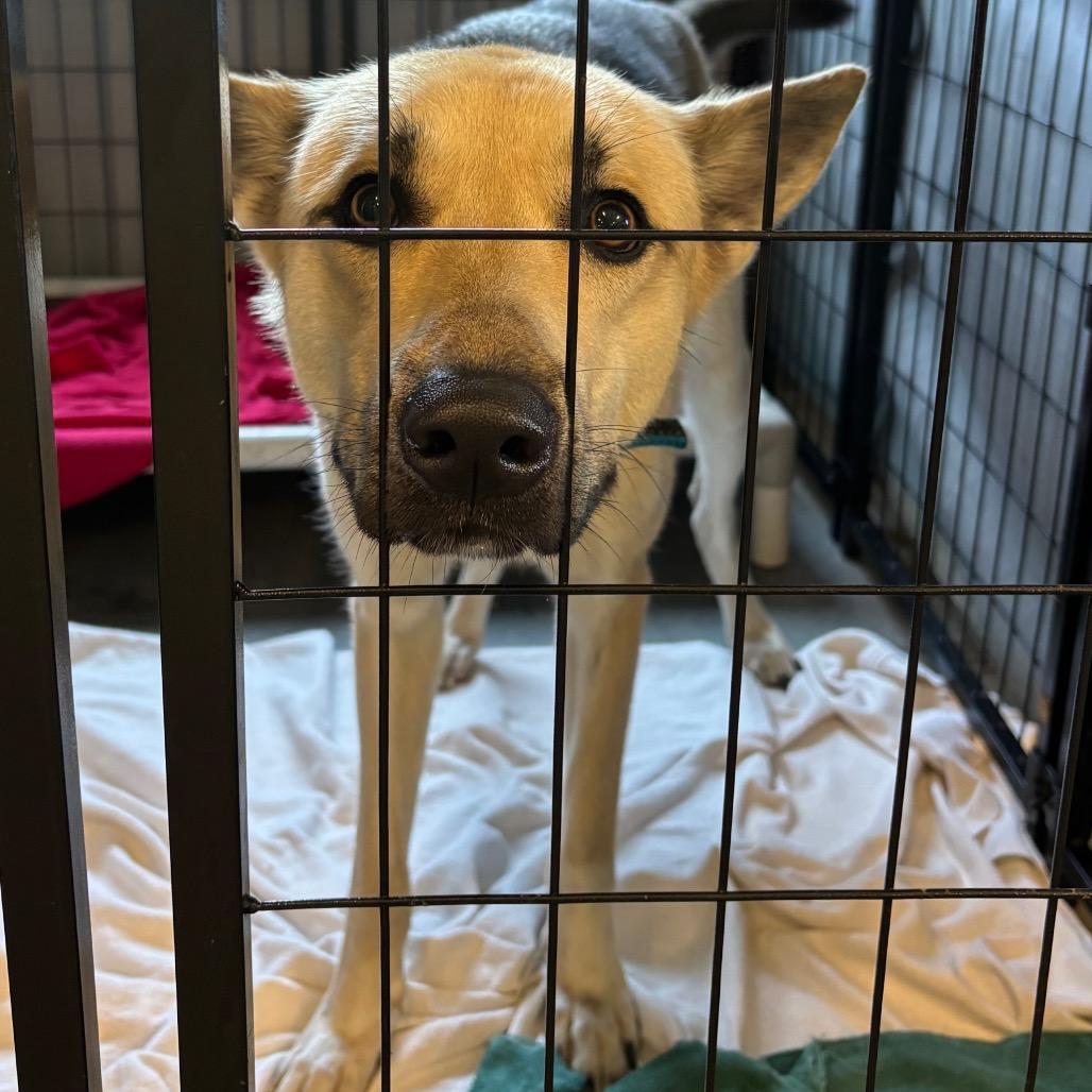 Enlarge Kerplunk, a Adoptable Shepherd in Dover, NH image 4/6