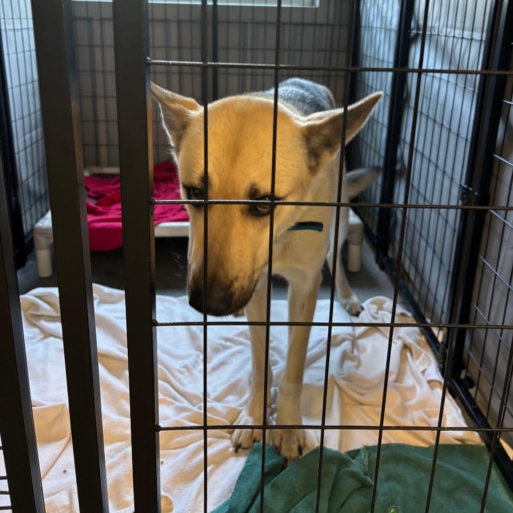 Enlarge Kerplunk, a Adoptable Shepherd in Dover, NH image 5/6
