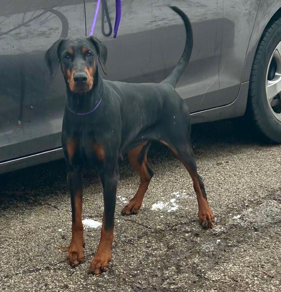Enlarge Madison, a ADOPTABLE Doberman Pinscher in Barrington, IL image 6/6