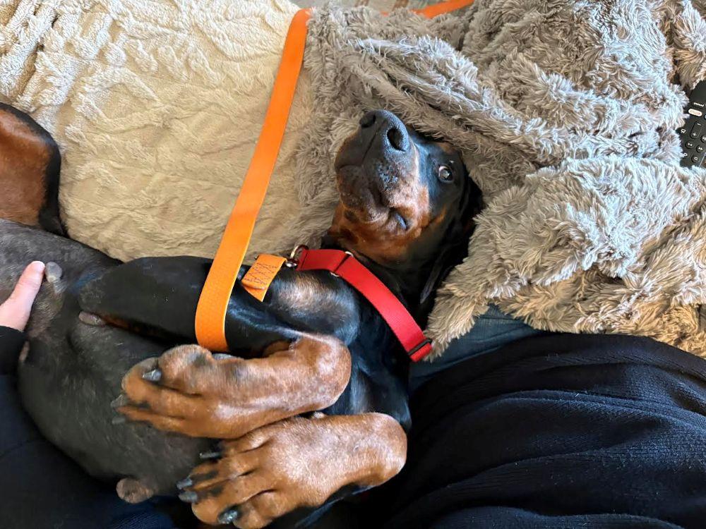 Enlarge Madison, a ADOPTABLE Doberman Pinscher in Barrington, IL image 4/6