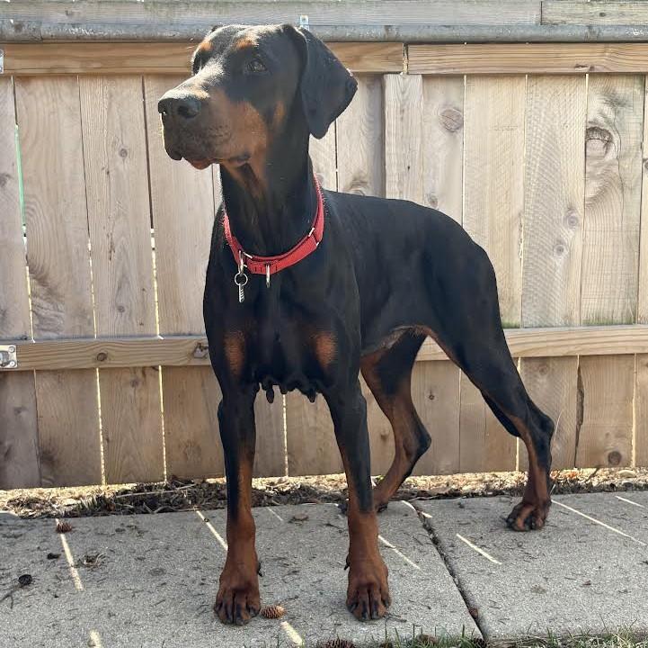 Enlarge Madison, a ADOPTABLE Doberman Pinscher in Barrington, IL image 1/6