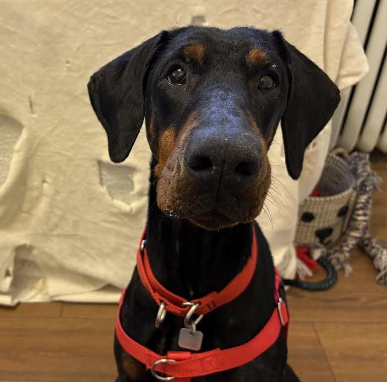 Enlarge Madison, a ADOPTABLE Doberman Pinscher in Barrington, IL image 5/6